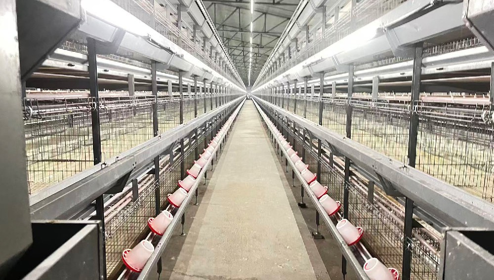 Pullet Cage (H -Type)