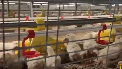 PUSH-PULL Type Broiler AutoHarvesting Cages